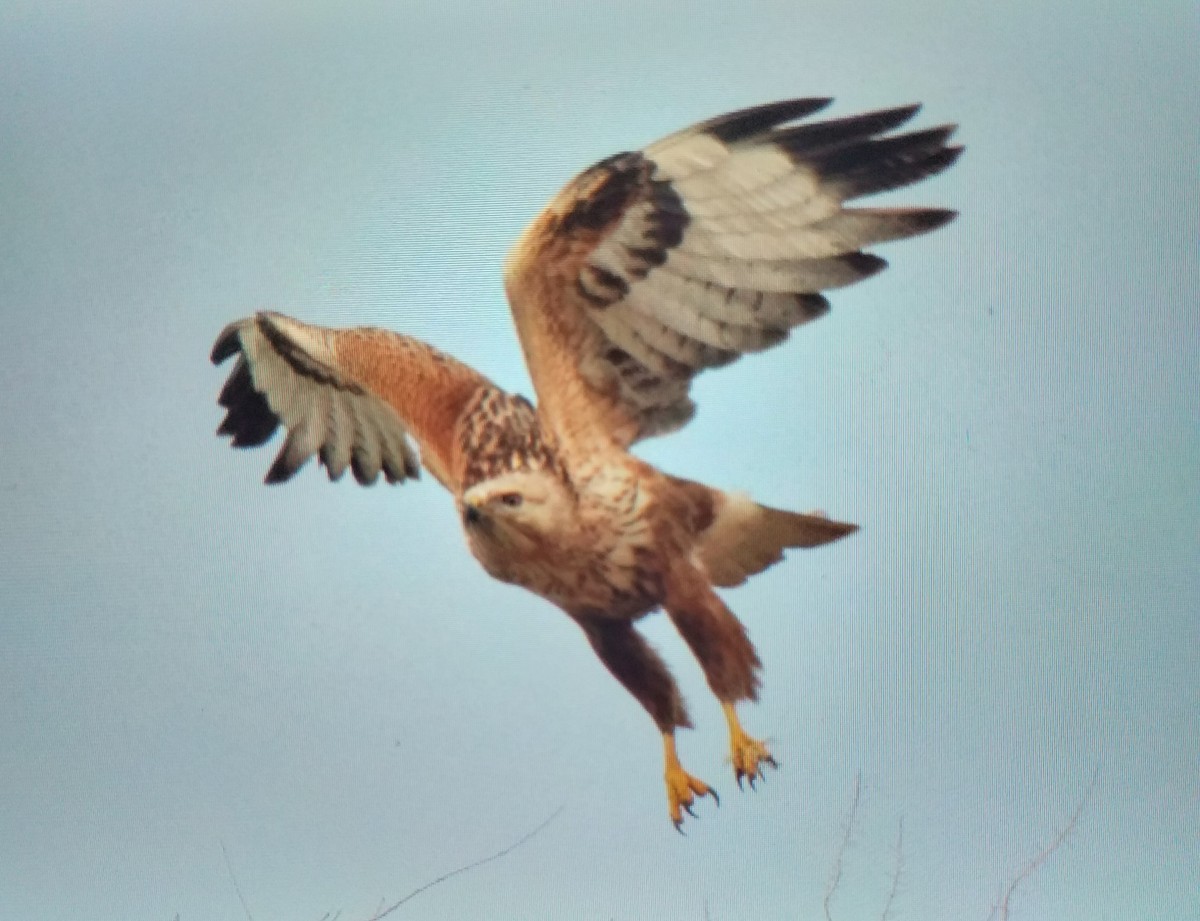 Long-legged Buzzard - ML646639973