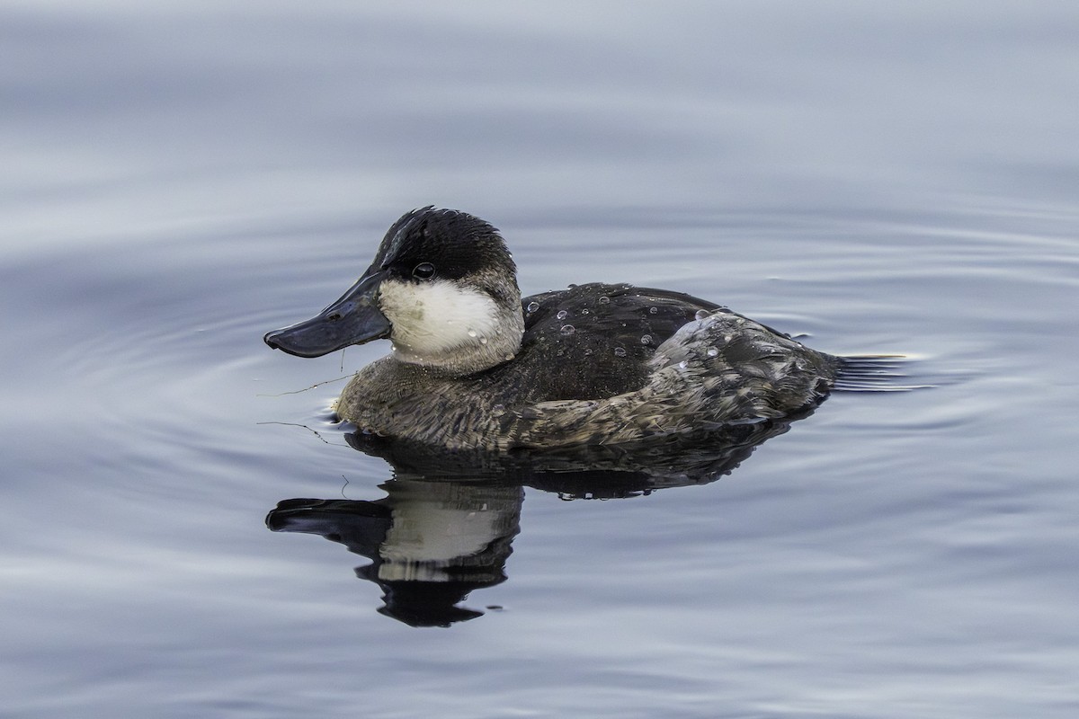 Amerika Dikkuyruğu - ML646639974