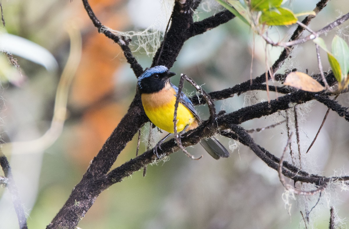Carriker's Mountain Tanager - ML646639975
