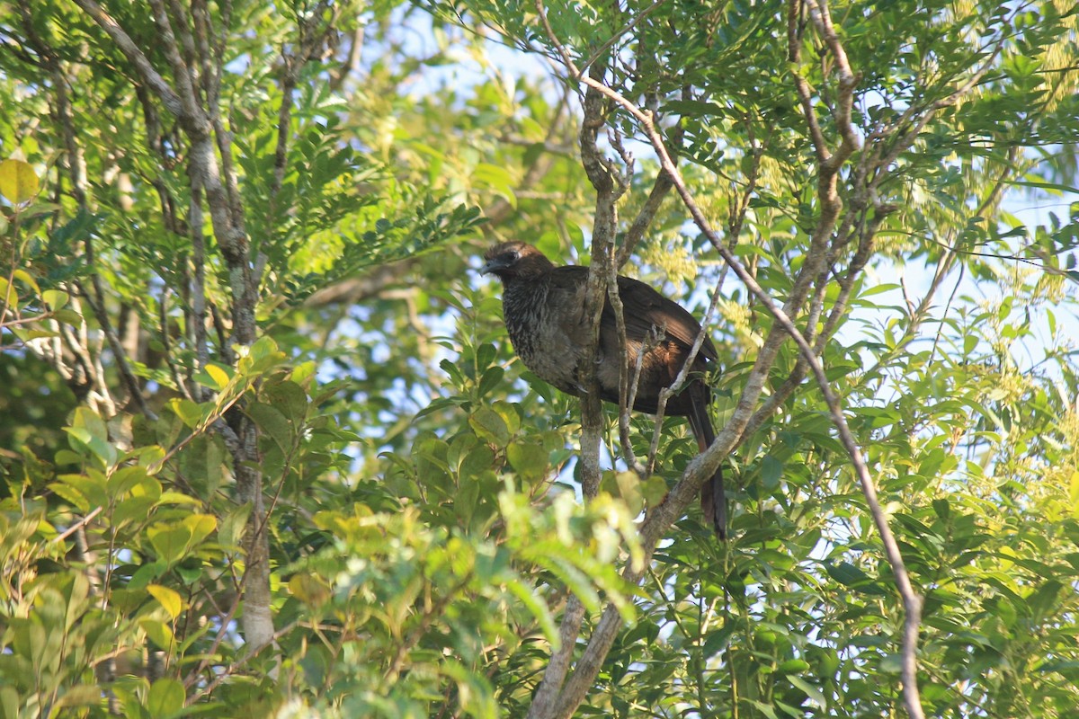 Scaled Chachalaca - ML646639976