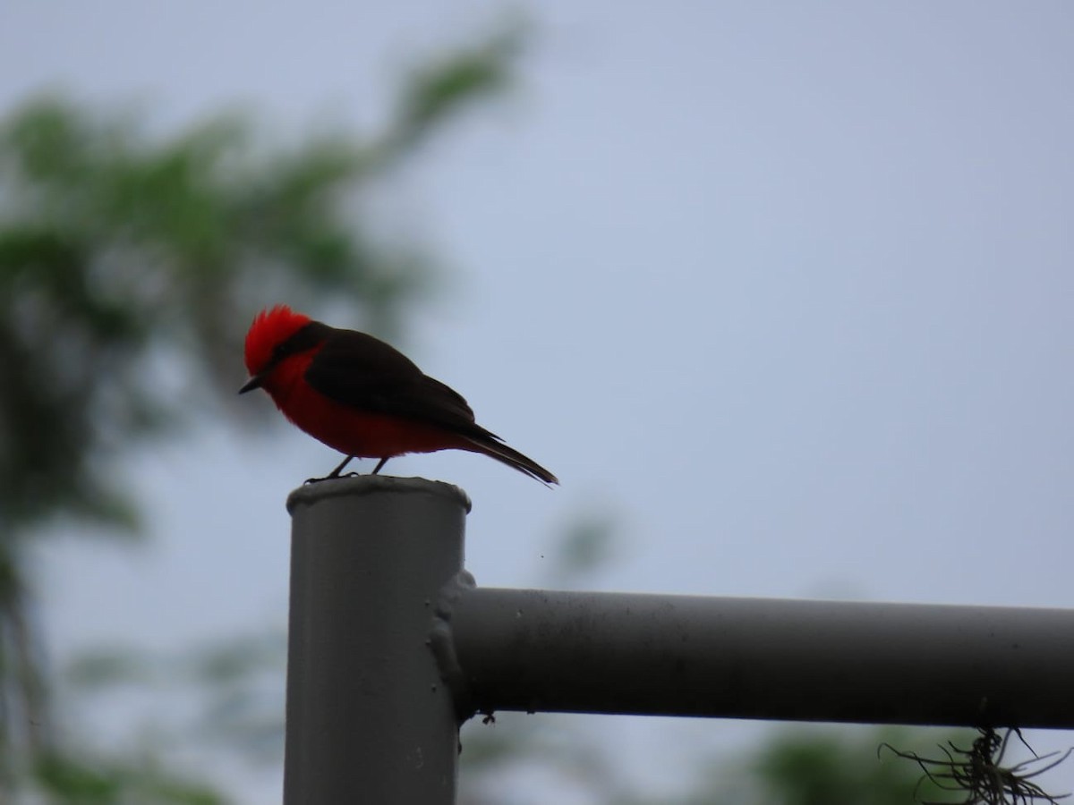 Vermilion Flycatcher - ML646639977