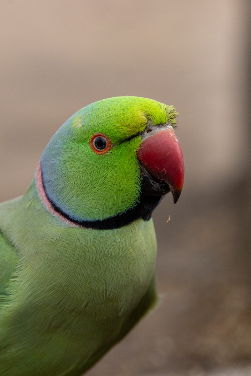 alexandr malý - ML646639980