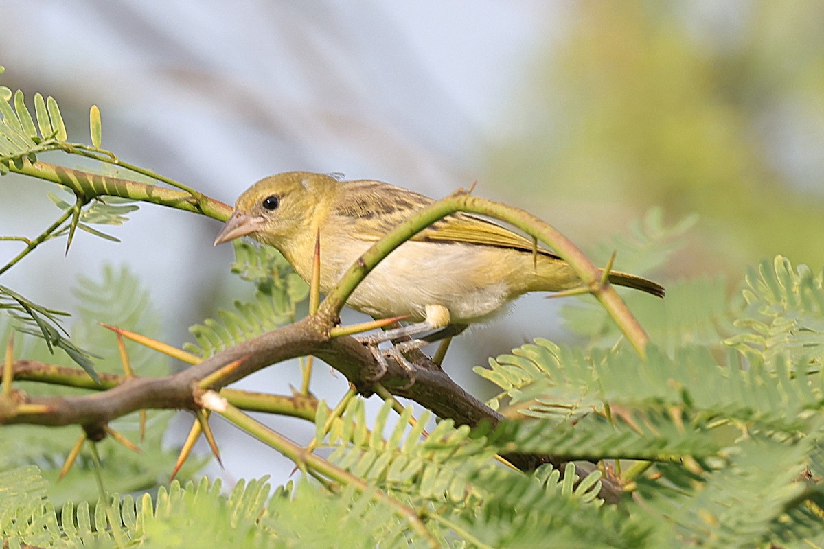 Ткачик малий - ML646639982