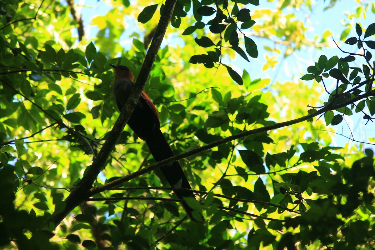 Common Squirrel-Cuckoo - ML646639983