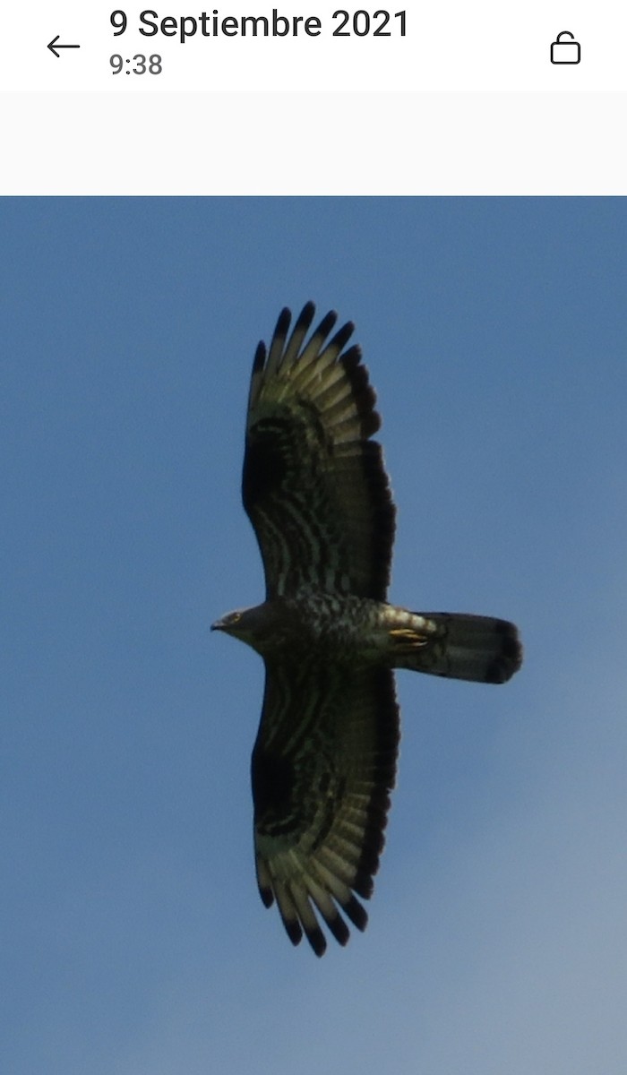 Канюк звичайний - ML646639985