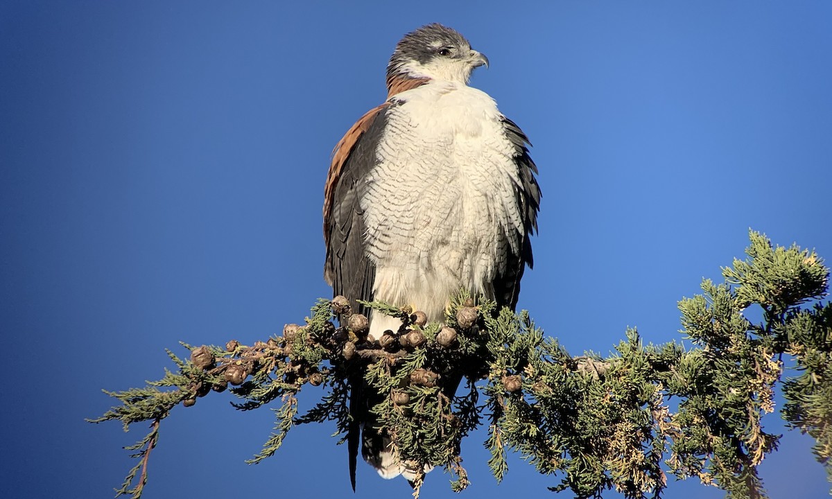 Канюк андійський (Puna) - ML646639986