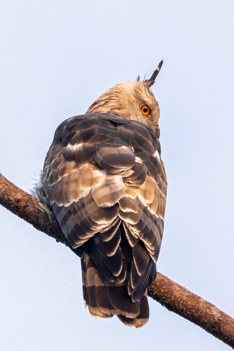 Шуляк азійський - ML646639987