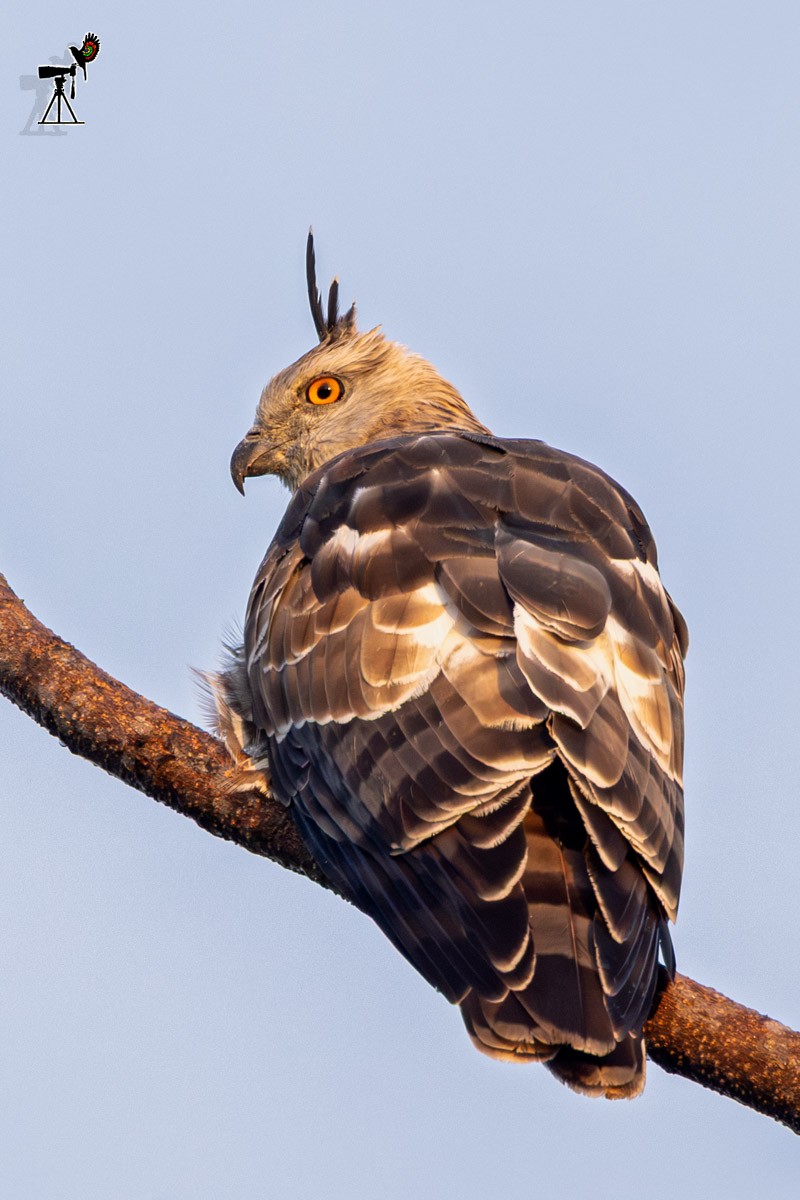 Шуляк азійський - ML646639988