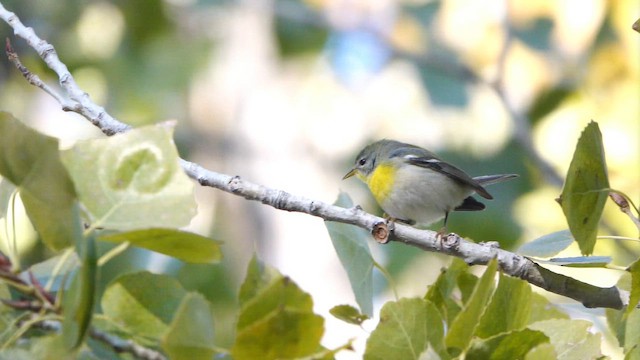 Пісняр північний - ML646639992