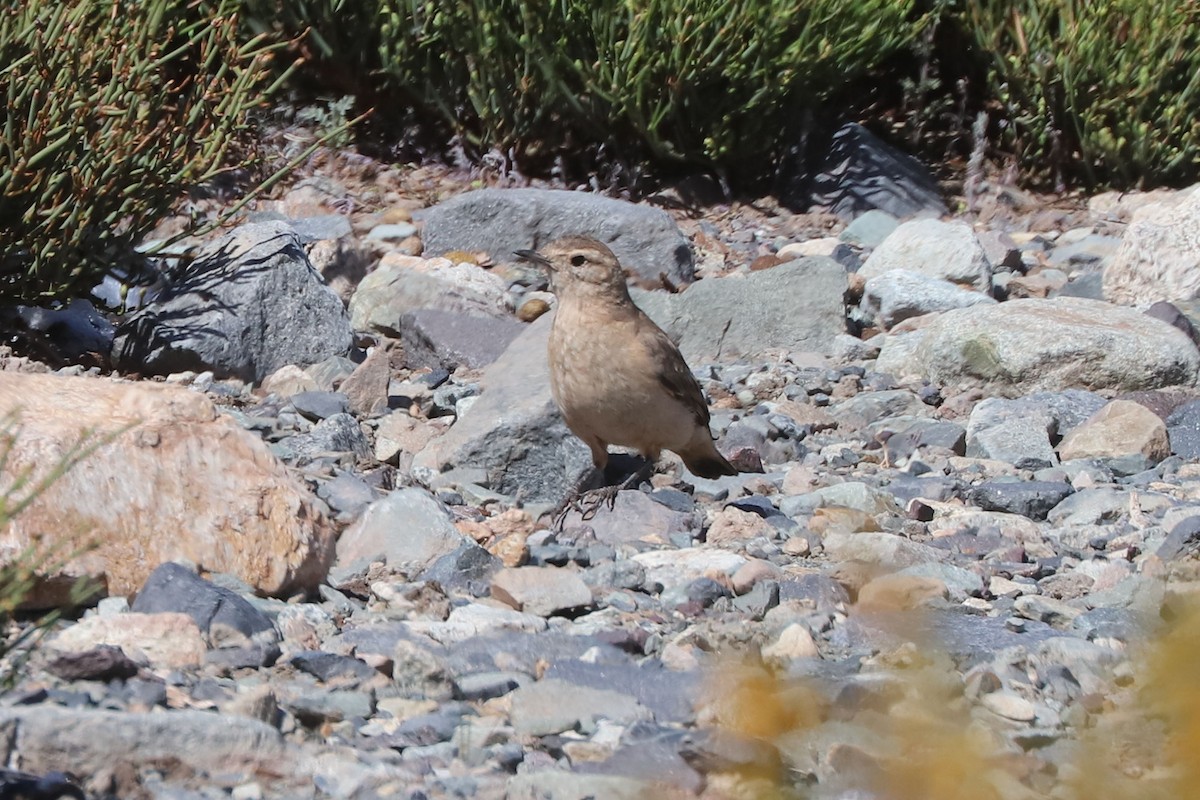 Землекоп рудохвостий - ML646639993
