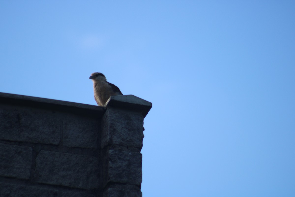 Хімахіма - ML646639996