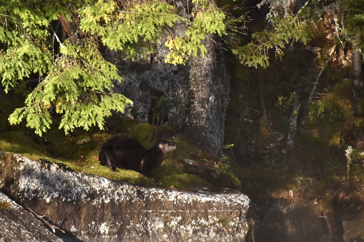 Lontra canadese - ML646639999