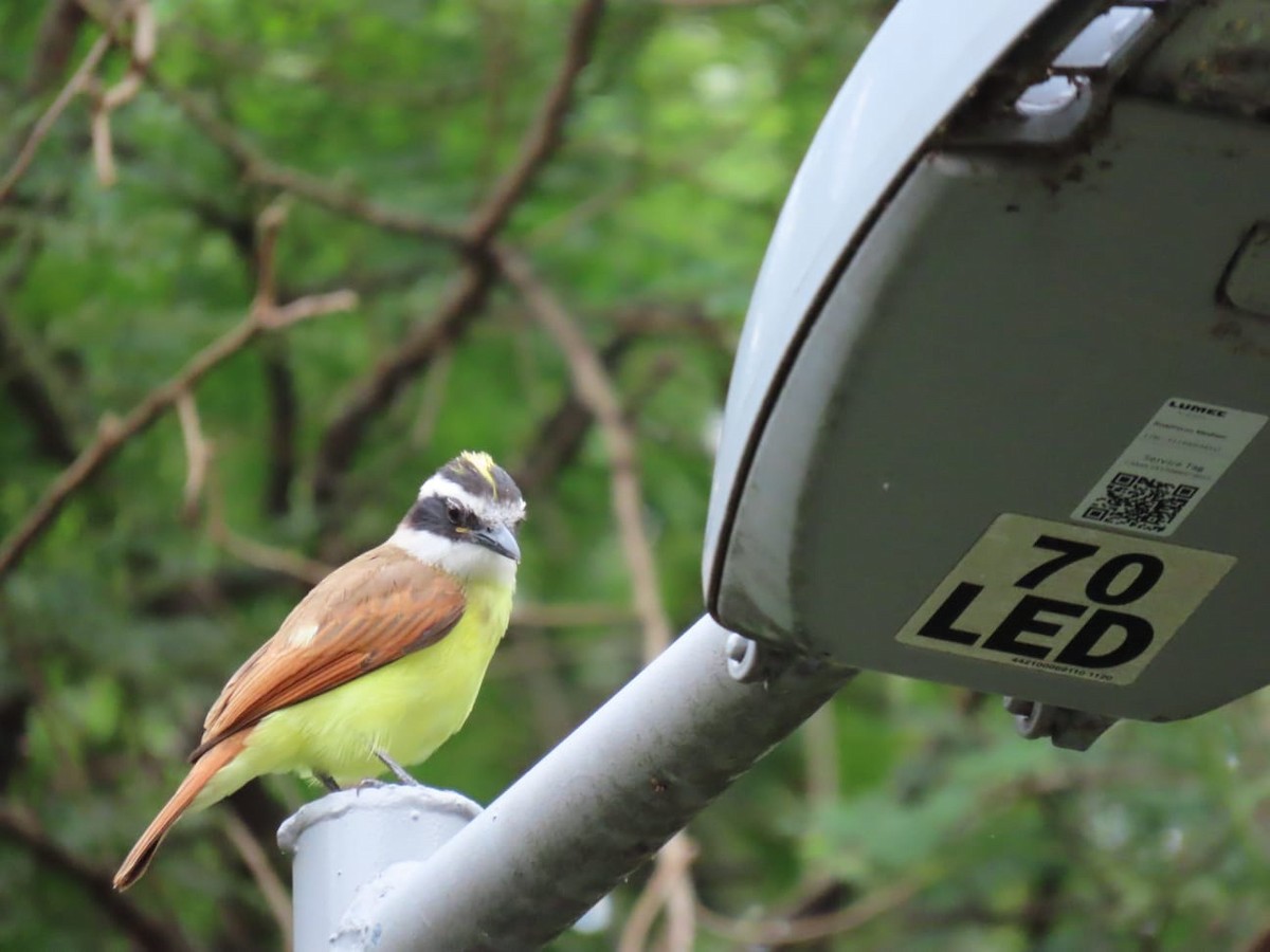 Пітанга велика - ML646640007