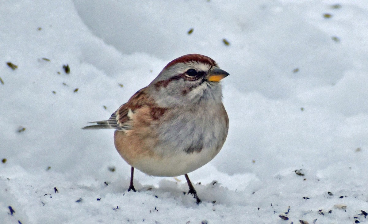 Пасовник північний - ML646640011