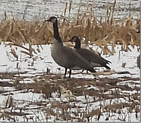 Казарка канадська - ML646640012