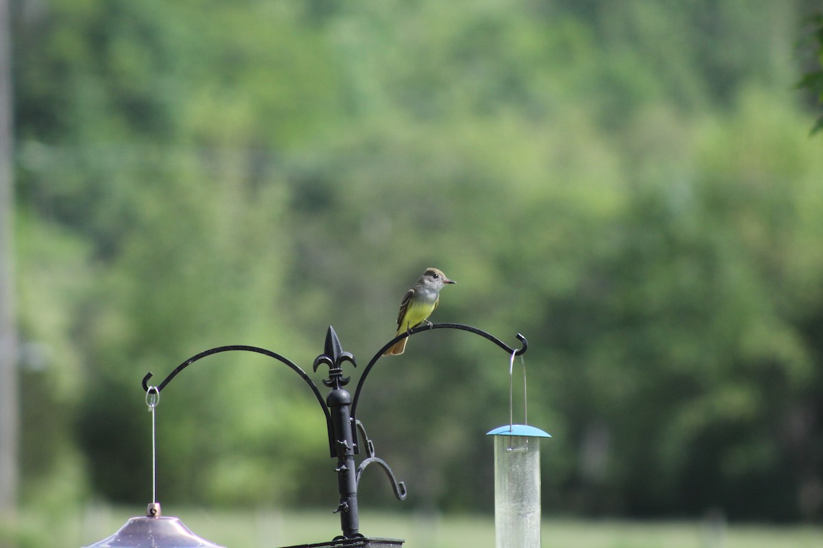 Копетон чубатий - ML646640013