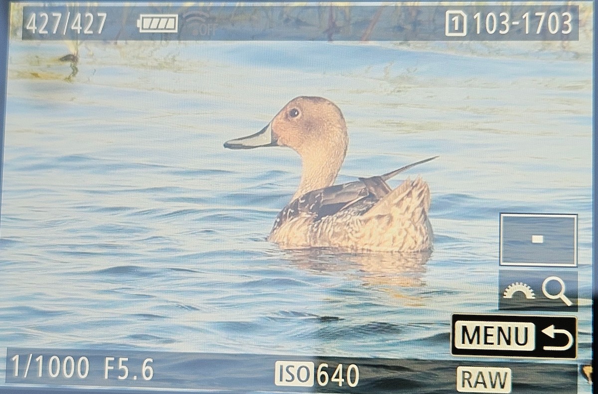 オナガガモ - ML646640014