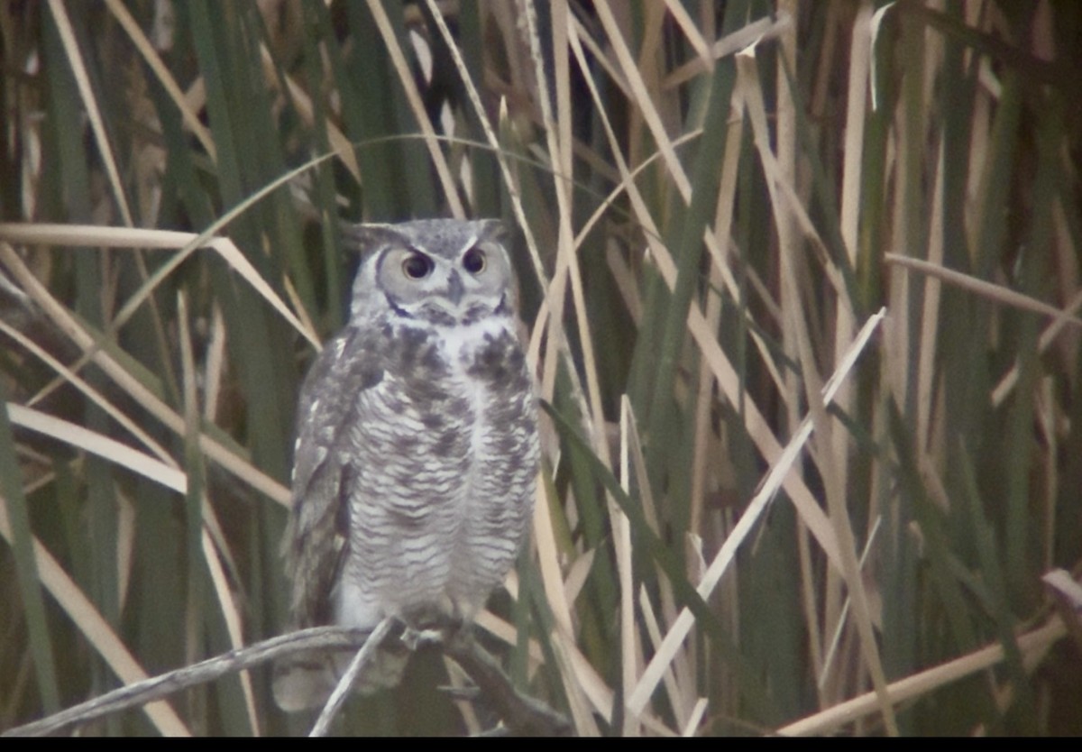 Пугач віргінський - ML646640015