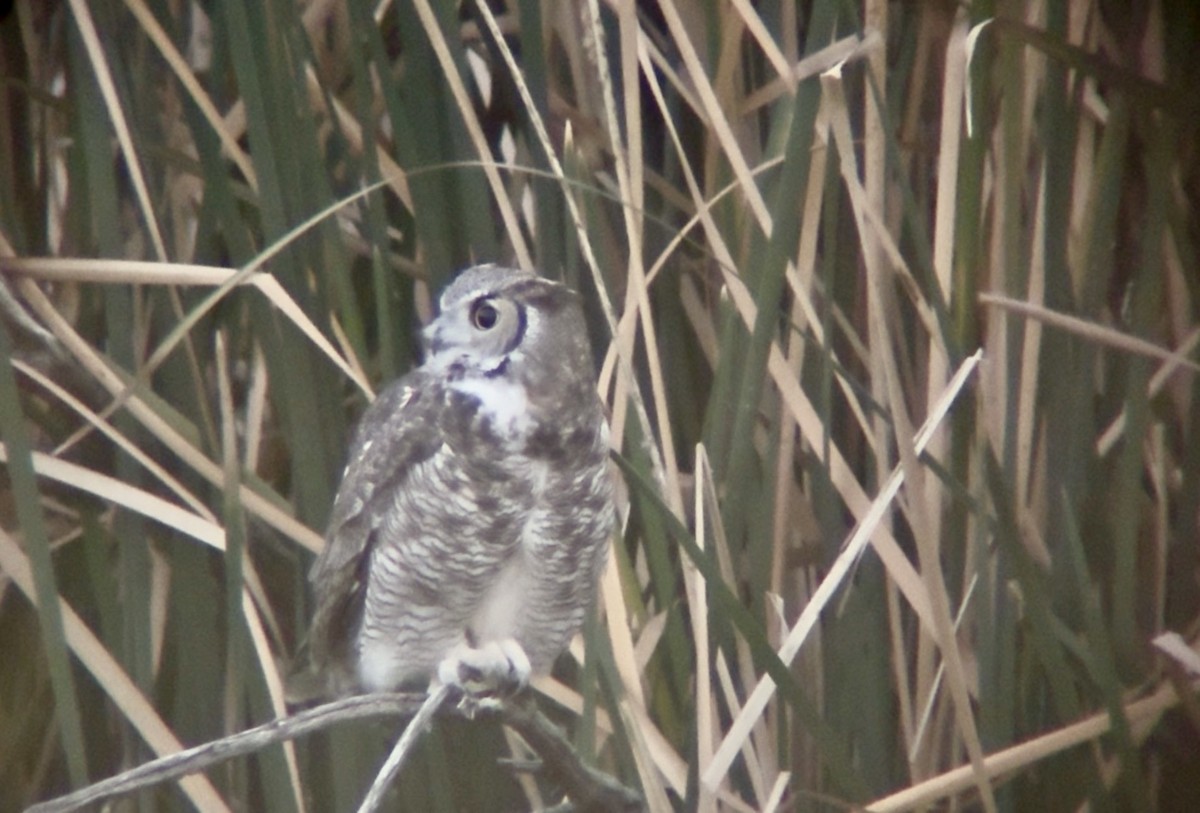 Пугач віргінський - ML646640016