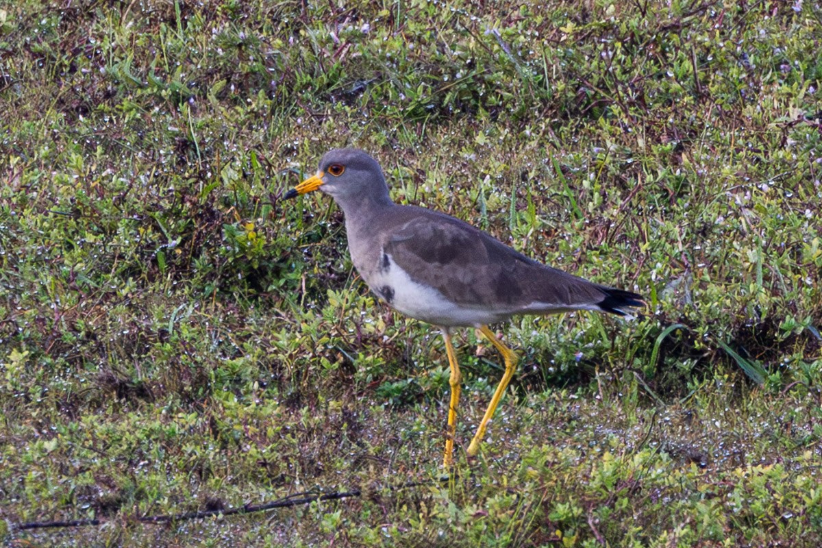 Чайка сіра - ML646640017