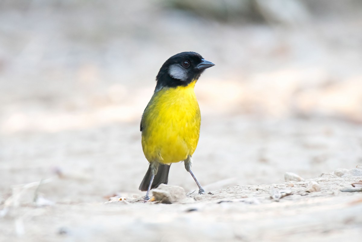 Заросляк санта-мартський - ML646640018