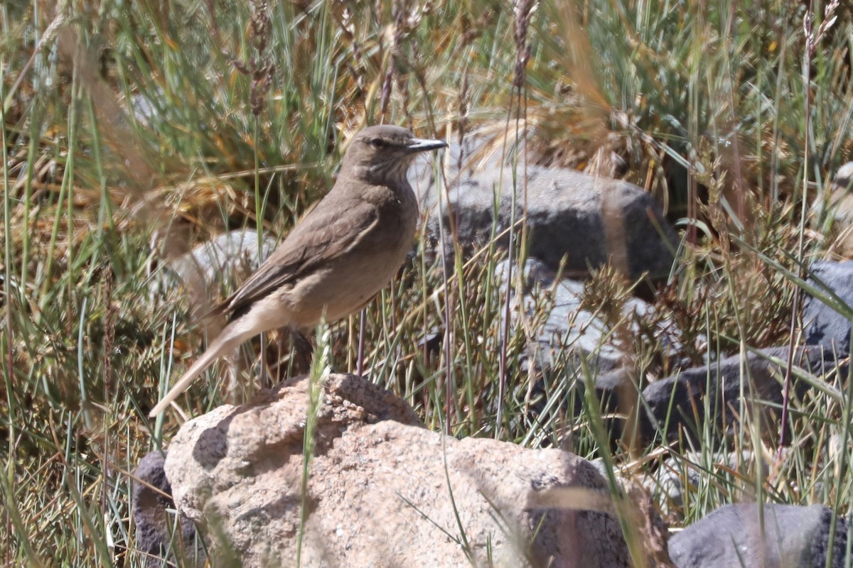 Гохо гірський - ML646640019