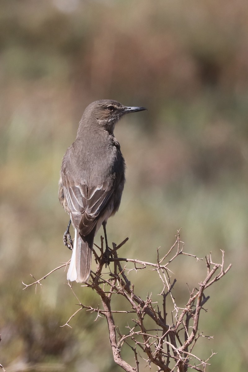 Гохо гірський - ML646640020