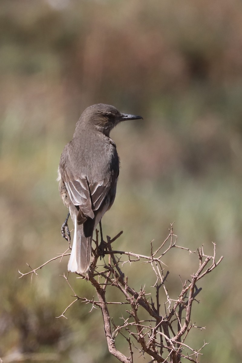 Гохо гірський - ML646640021