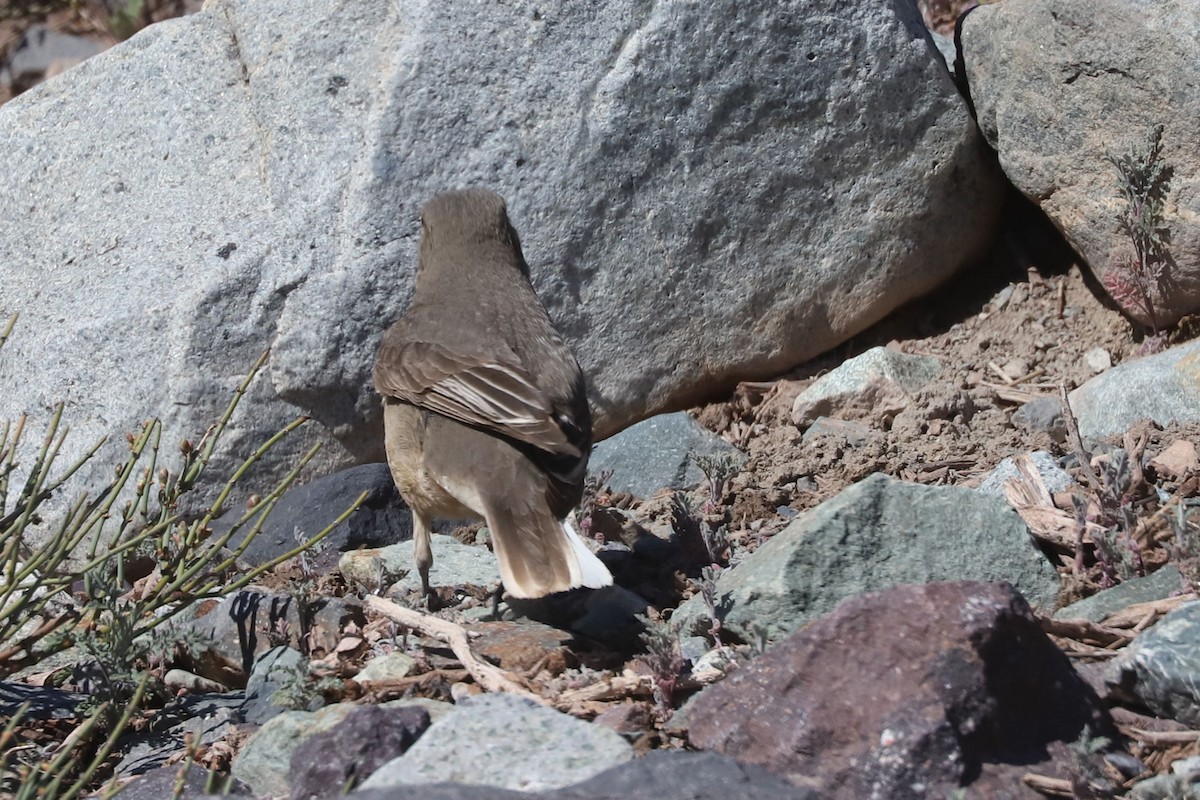 Гохо гірський - ML646640022