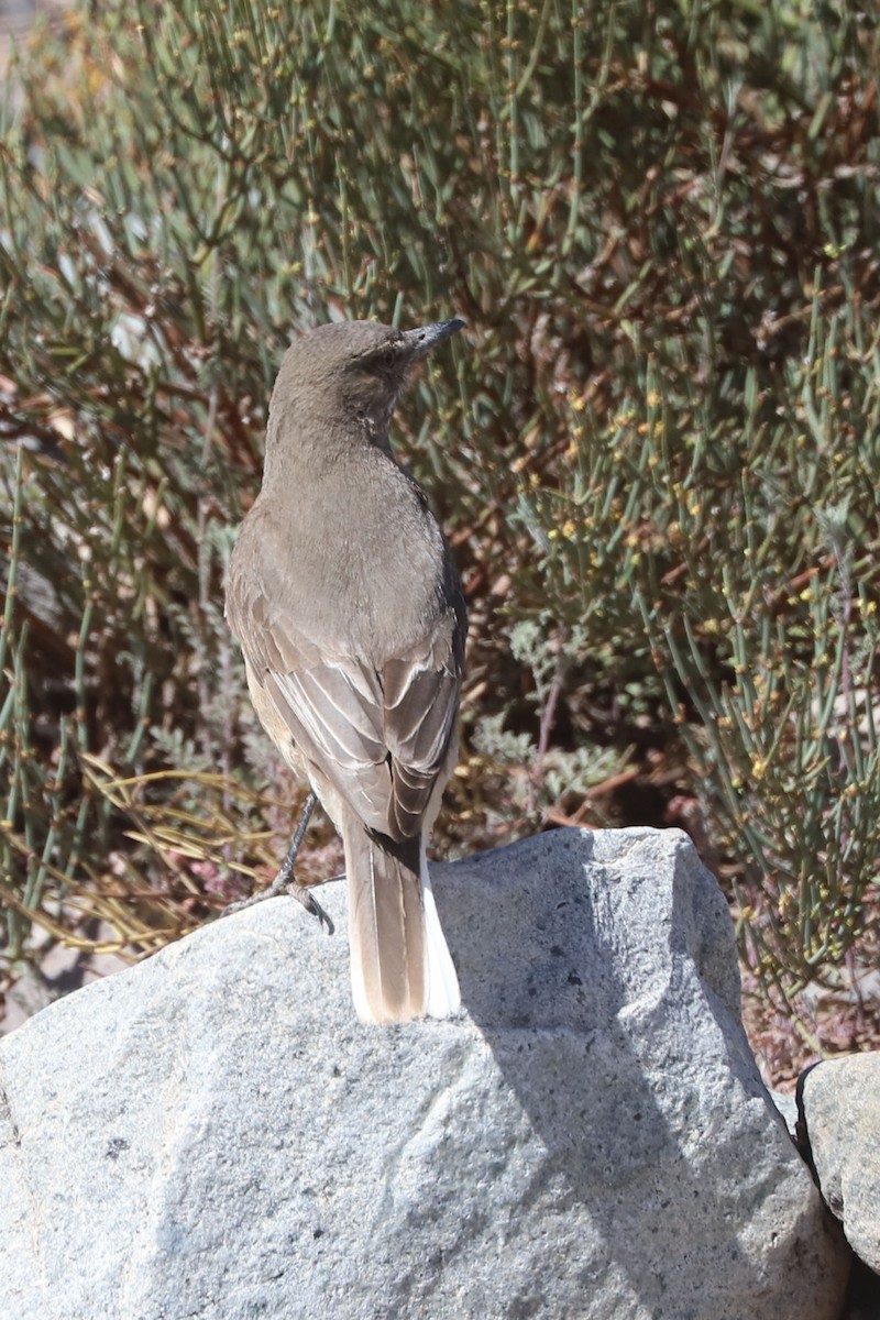 Гохо гірський - ML646640023