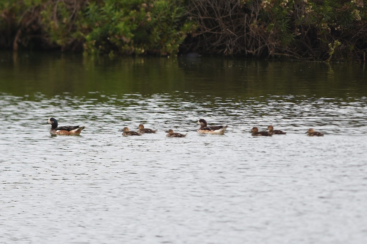 Свищ чилійський - ML646640024