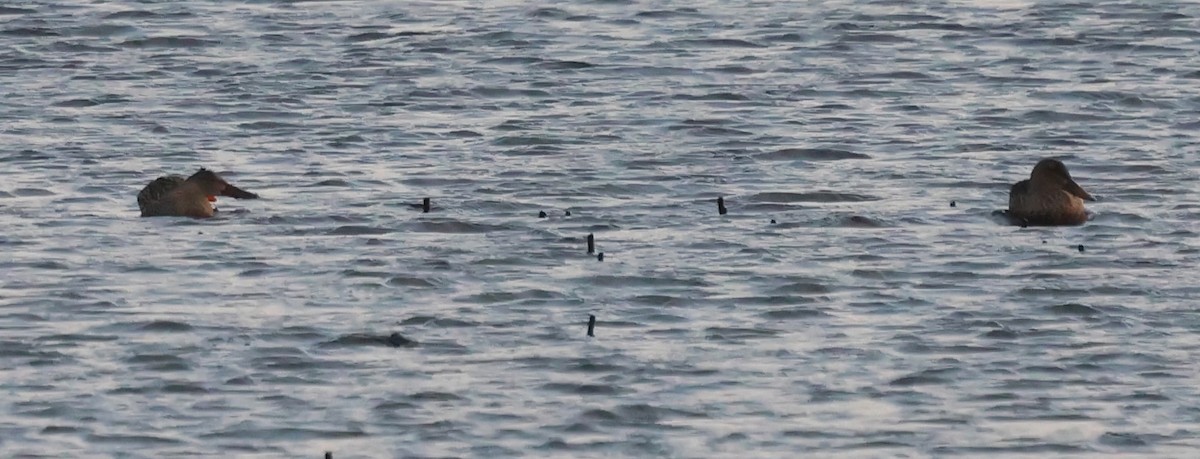 Mestolone - ML646640025