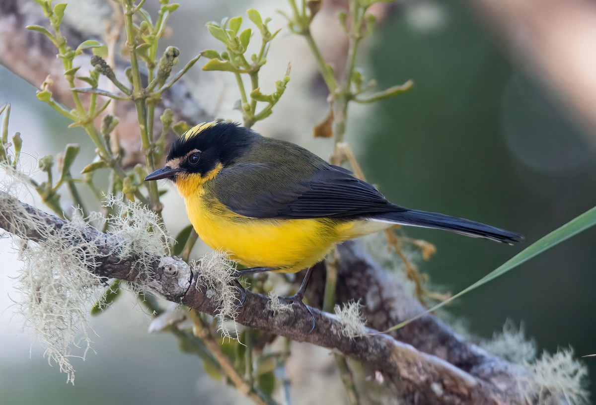 Чернітка колумбійська - ML646640026