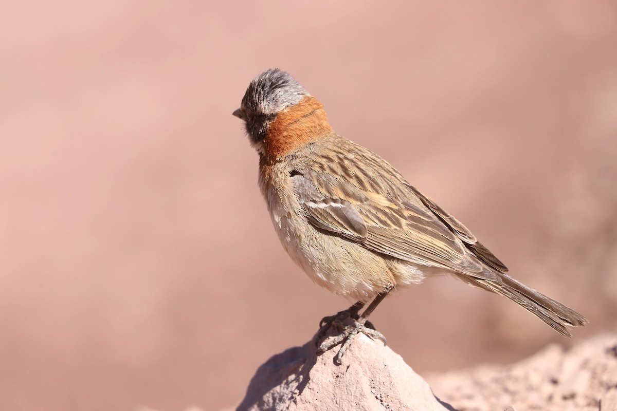 Бруант рудошиїй - ML646640028