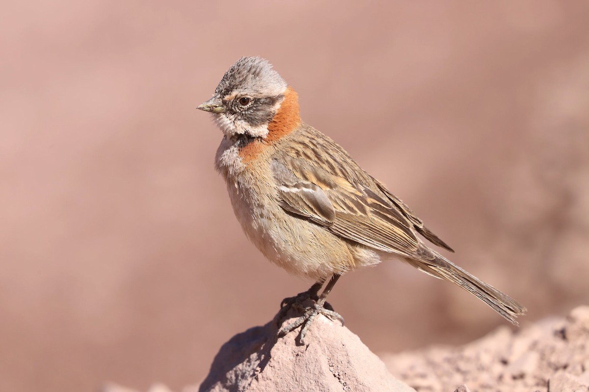 Бруант рудошиїй - ML646640029