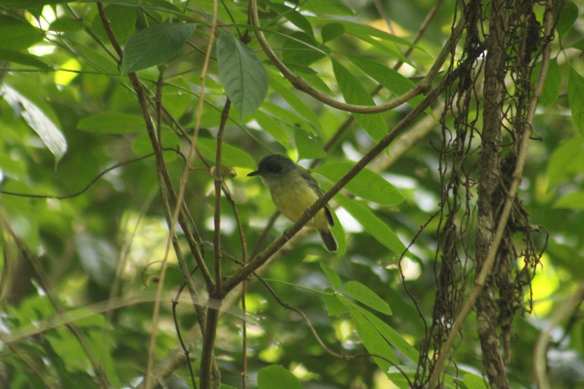 Батарито лісовий - ML646640030