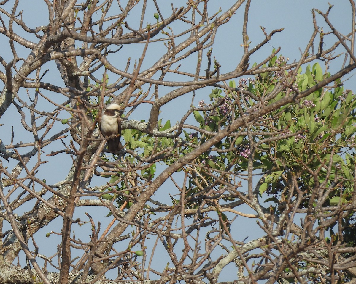 Сорокопуд-білоголов західний - ML646640033