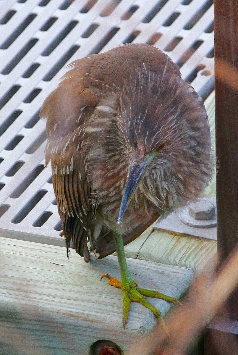 Квак звичайний - ML646640034