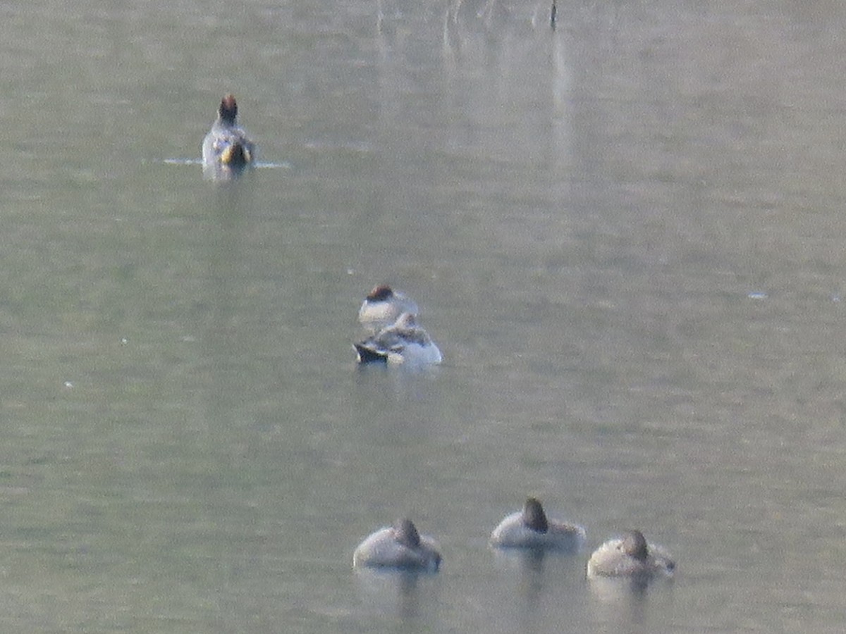 尖尾鴨 - ML646640035