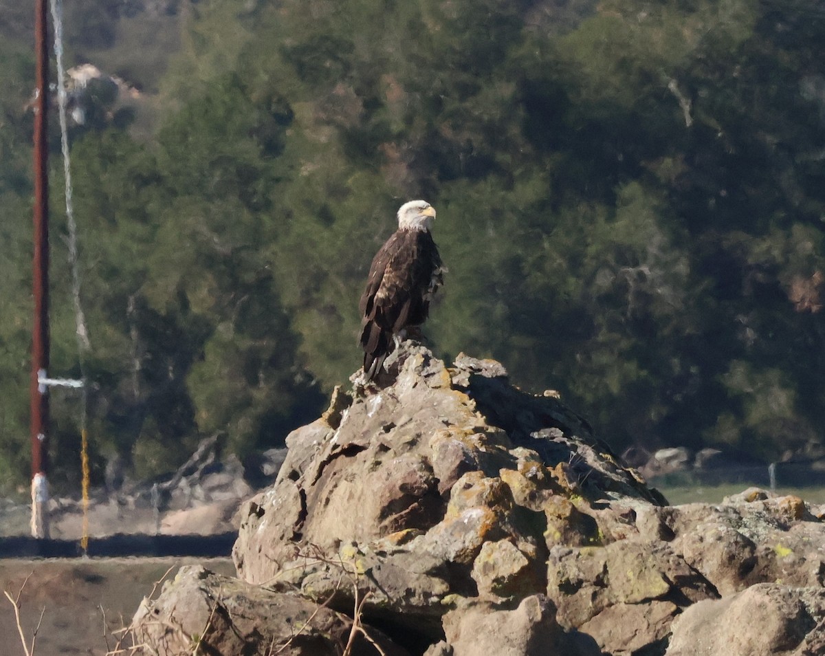 Pygargue à tête blanche - ML646640036