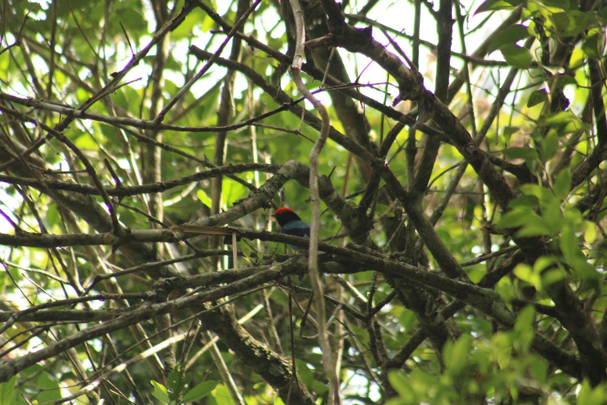 Swallow-tailed Manakin - ML646640037
