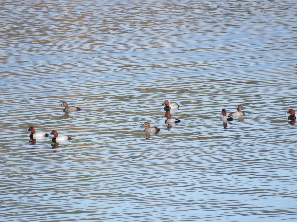 Moriglione - ML646640038