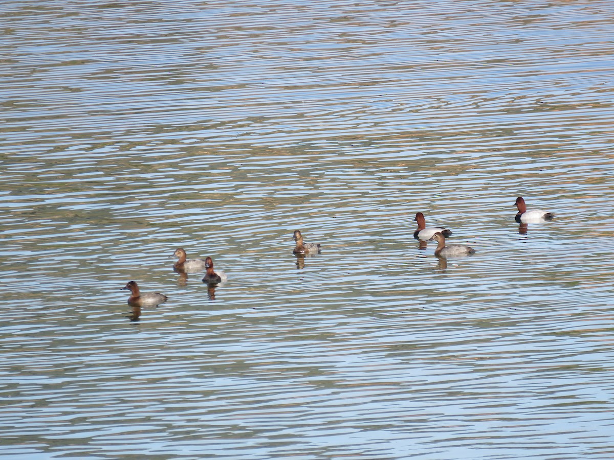 Moriglione - ML646640039