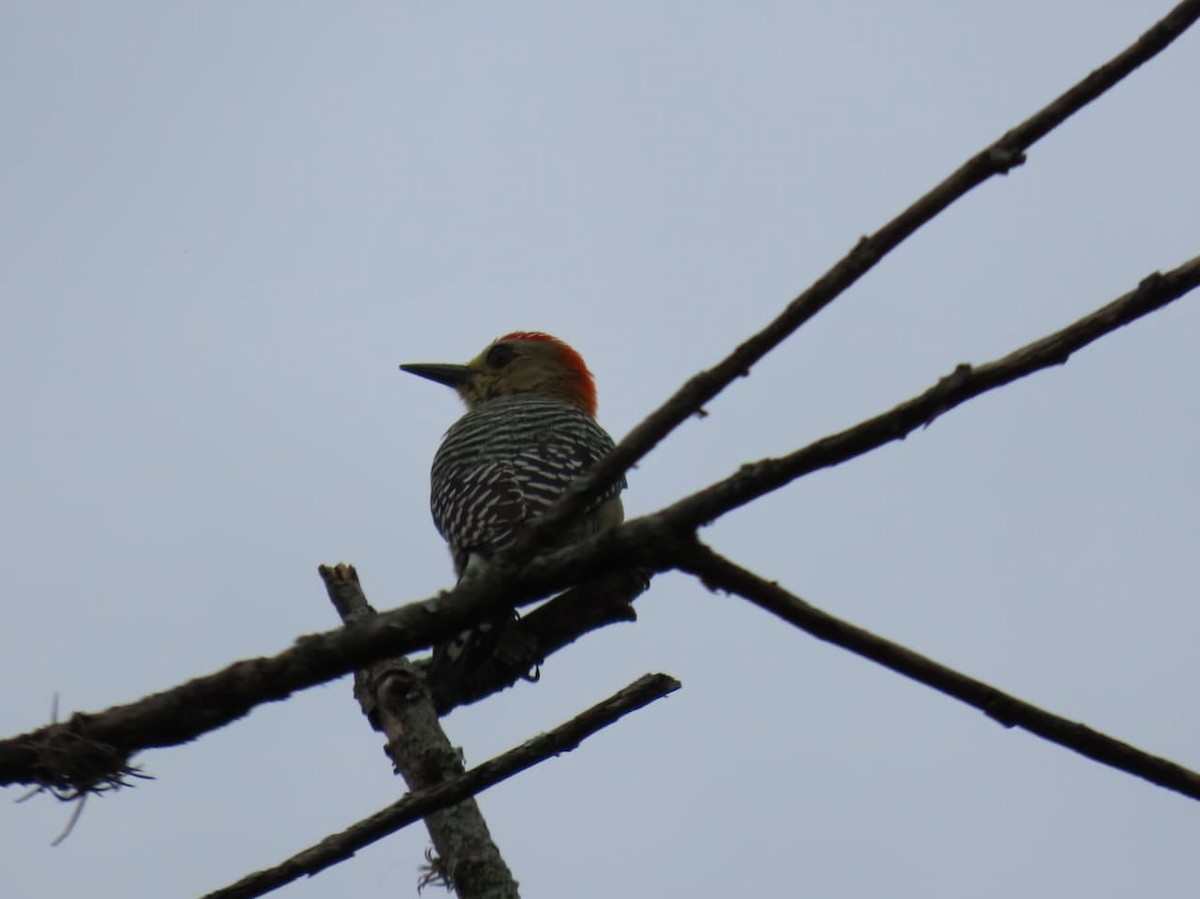 Red-crowned Woodpecker - ML646640045