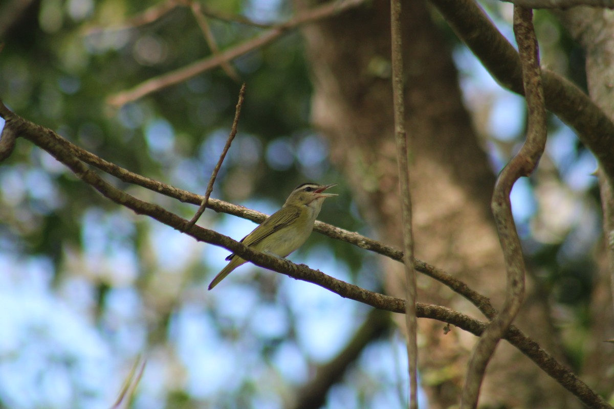 Chivi Vireo - ML646640047