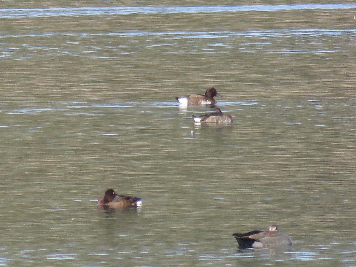 白眼潛鴨 - ML646640048