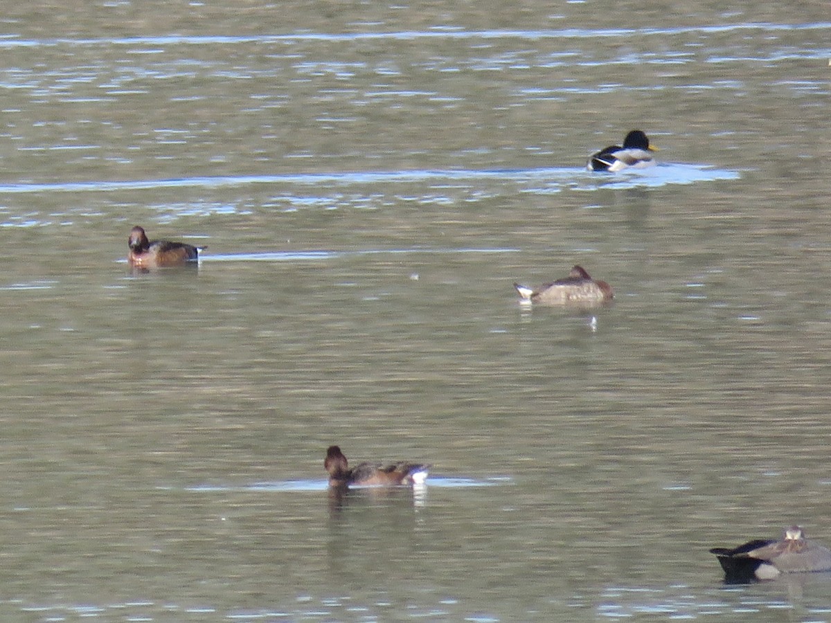 白眼潛鴨 - ML646640049