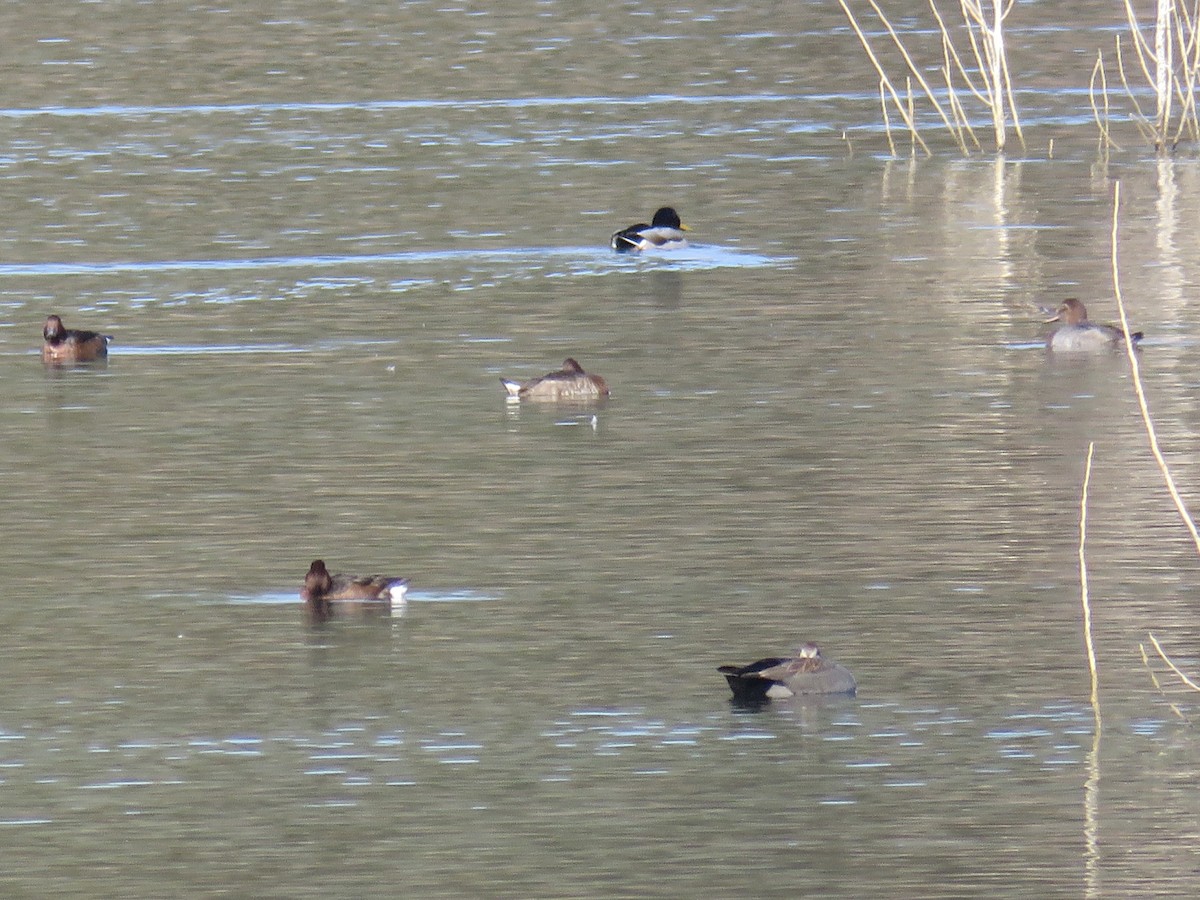 白眼潛鴨 - ML646640050