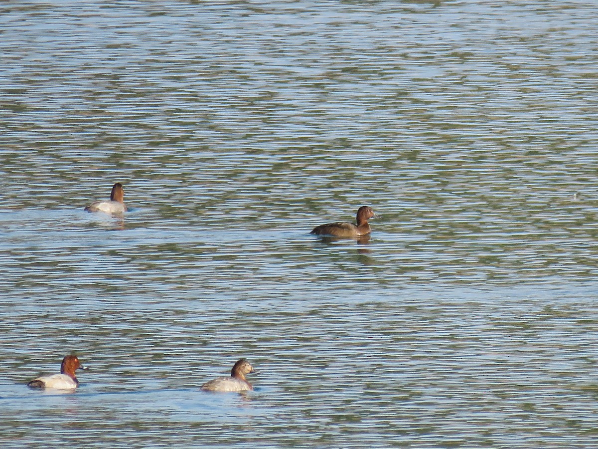 白眼潛鴨 - ML646640051