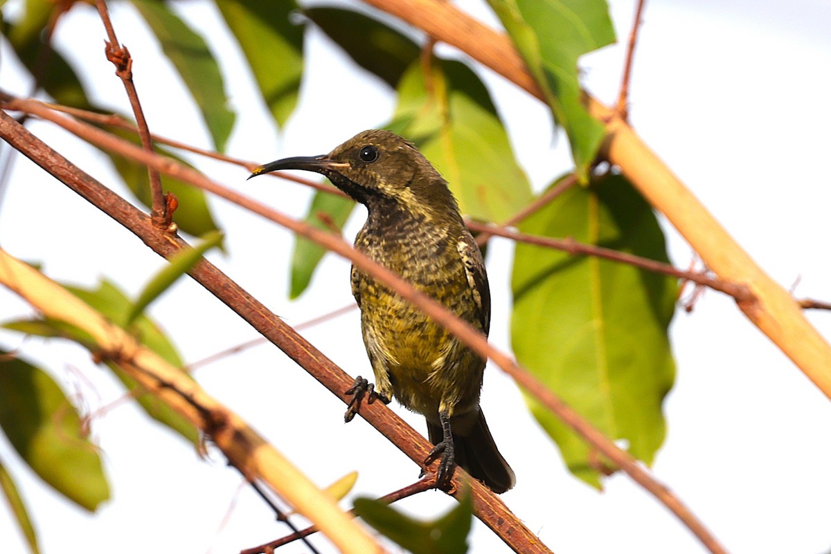 Scarlet-chested Sunbird - ML646640052